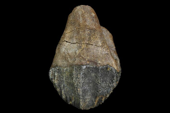 Ceratopsian Dinosaur Tooth - Judith River Formation #128525
